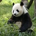 Avatar: PandamansDad