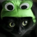 Avatar: Frosch